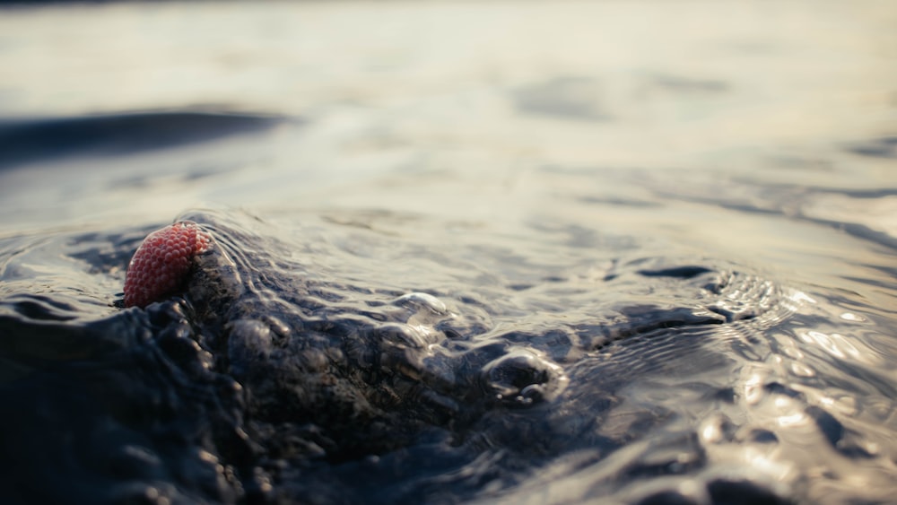 a strawberry floating on top of a body of water