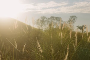 green grass field during daytime