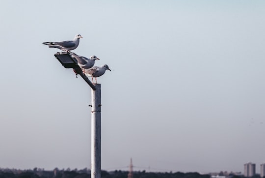 white and black birds on brown wooden post during daytime in Rajkot India