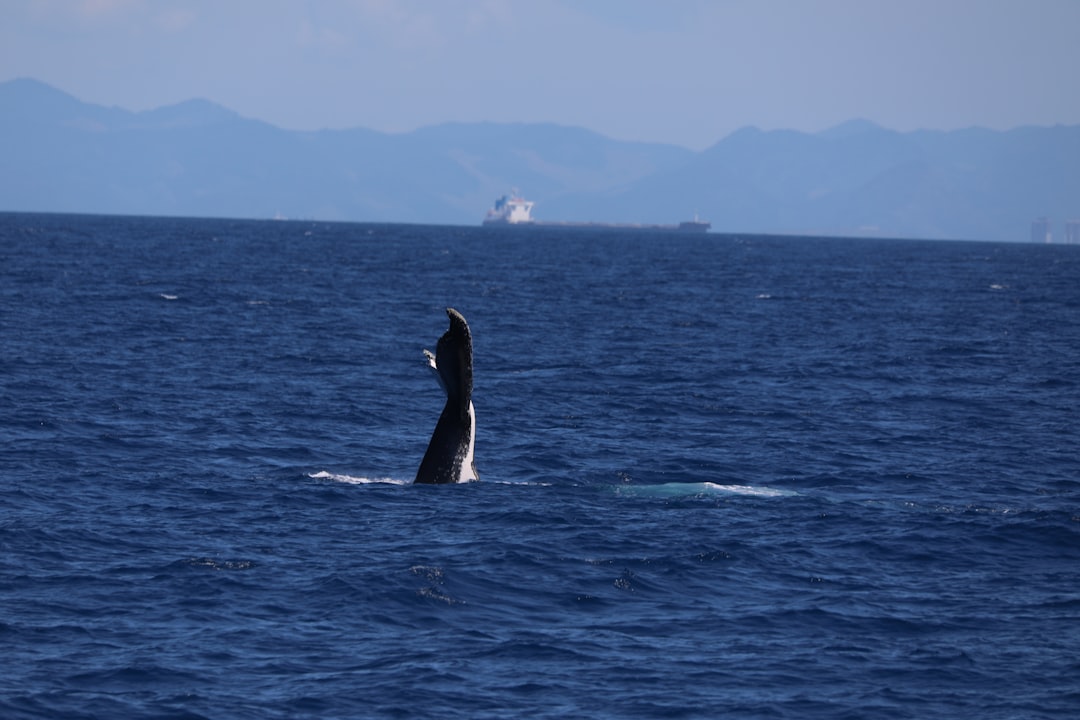 black whale on blue sea during daytime