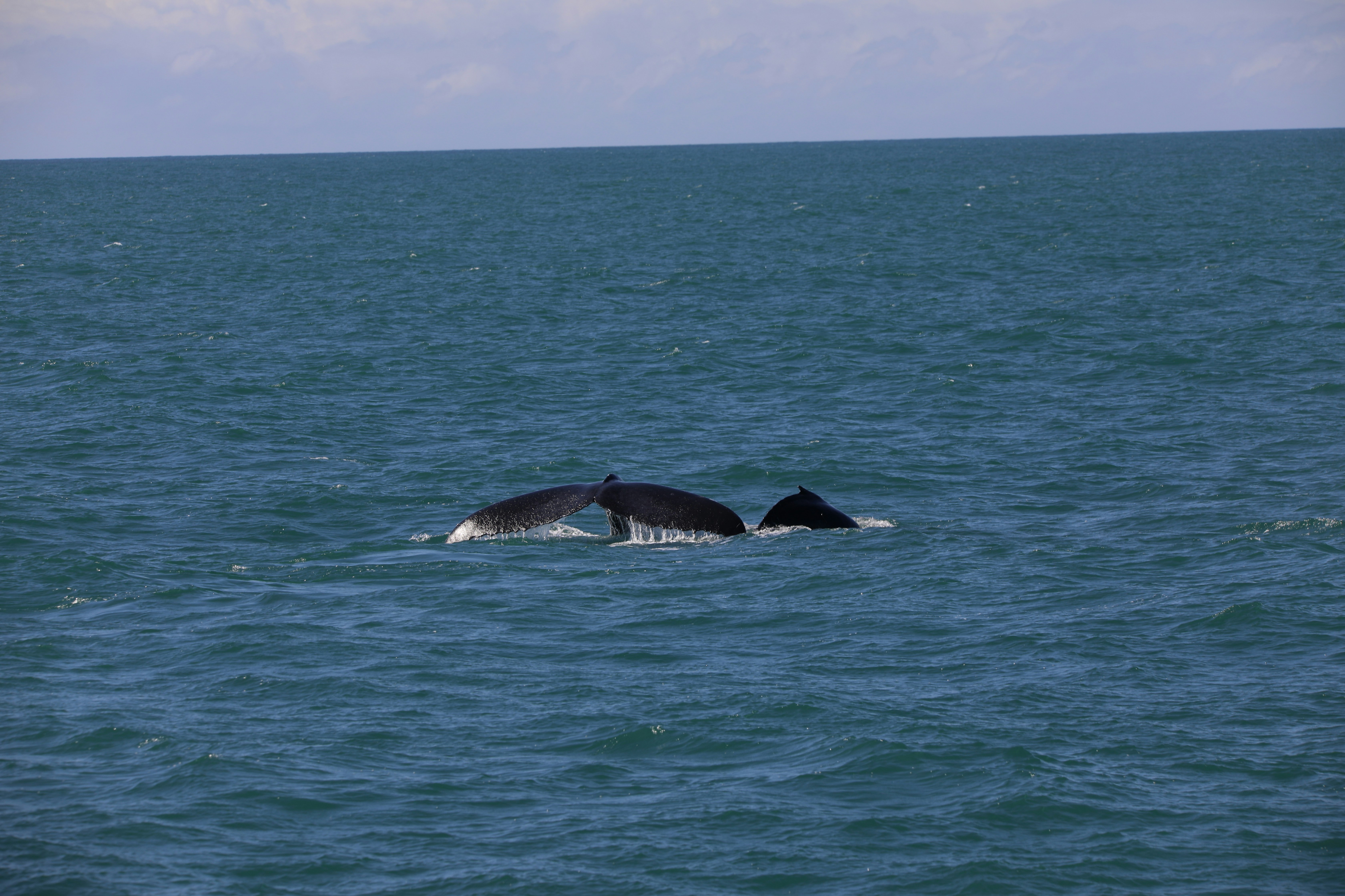 Photo by marcusdallcol