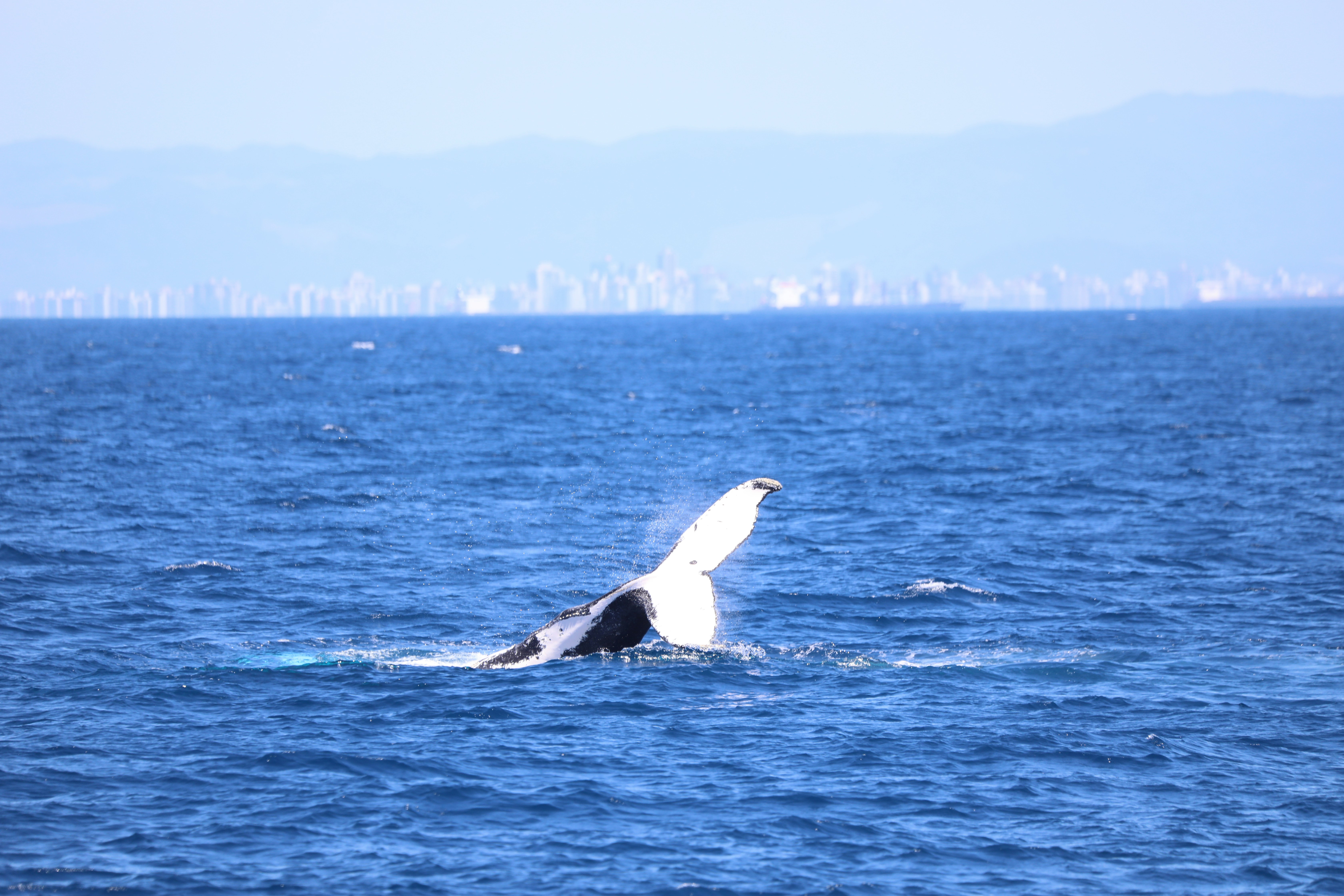 Photo by marcusdallcol