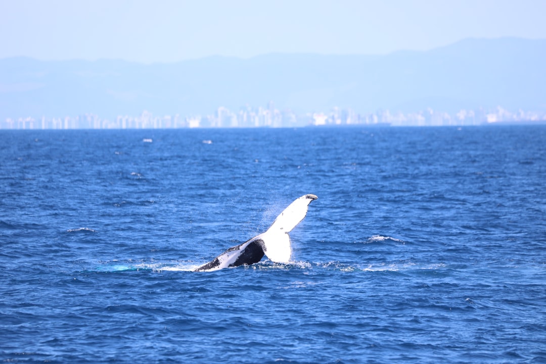 black and white whale on blue sea during daytime