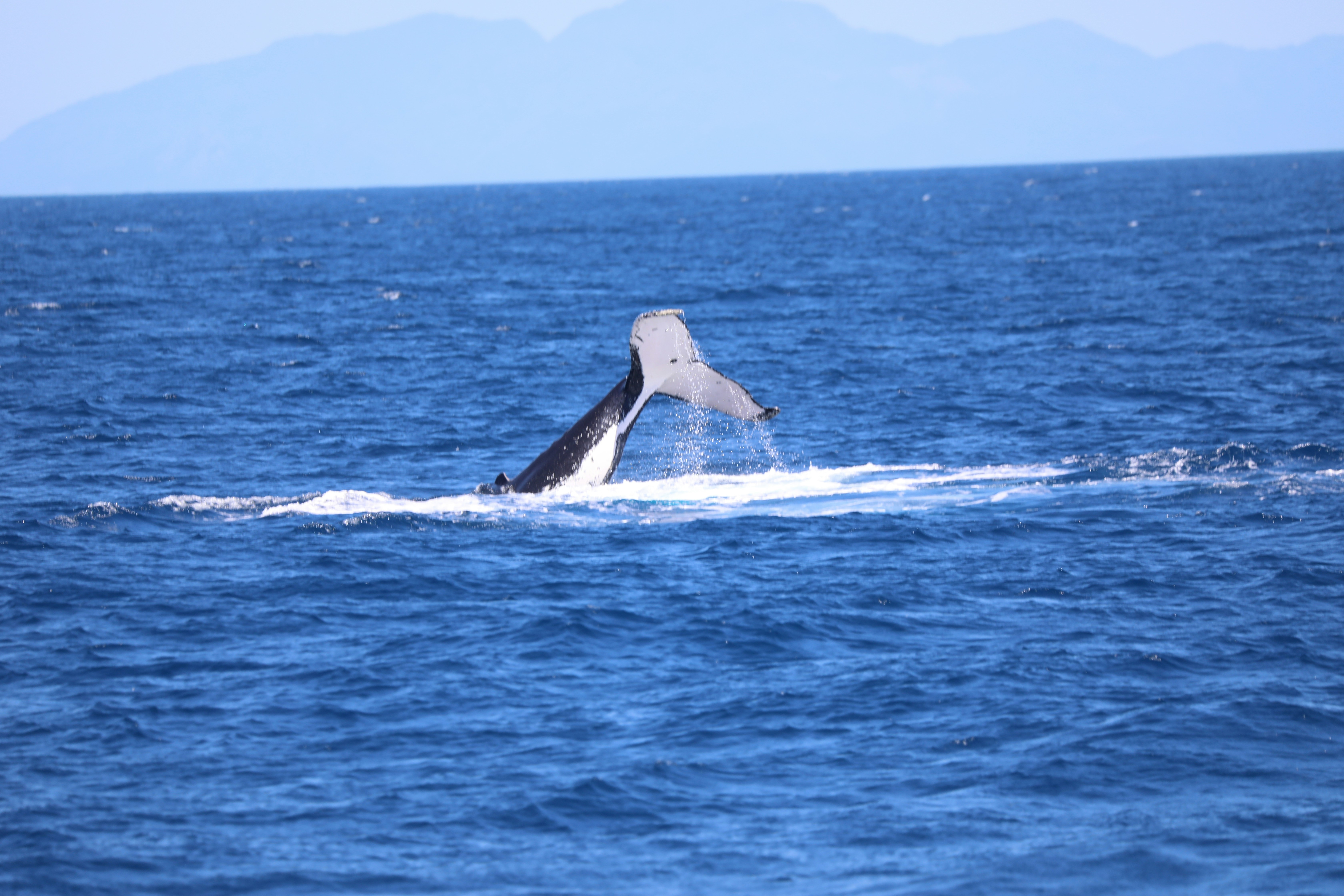 Photo by marcusdallcol