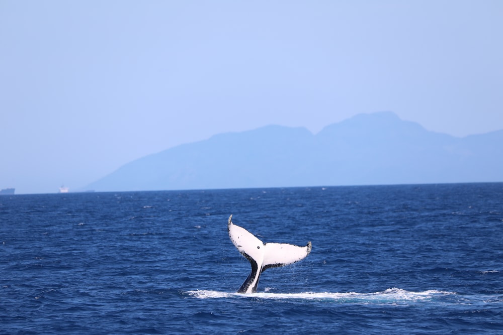 whale tail over the sea during daytime