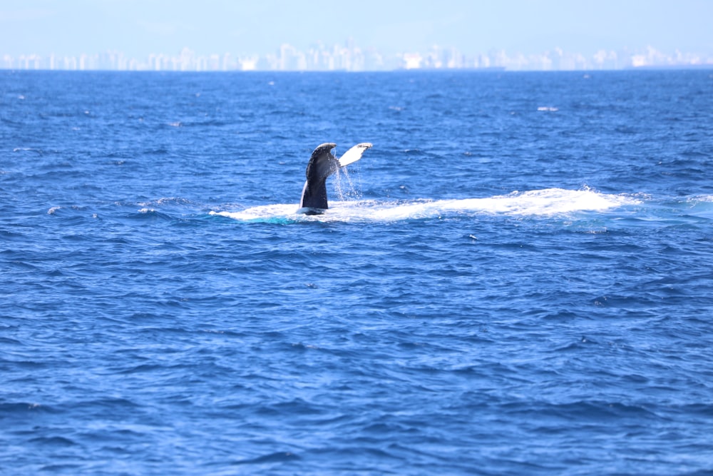 black whale on blue sea during daytime