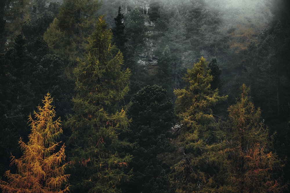 alberi verdi e marroni sotto nuvole bianche durante il giorno