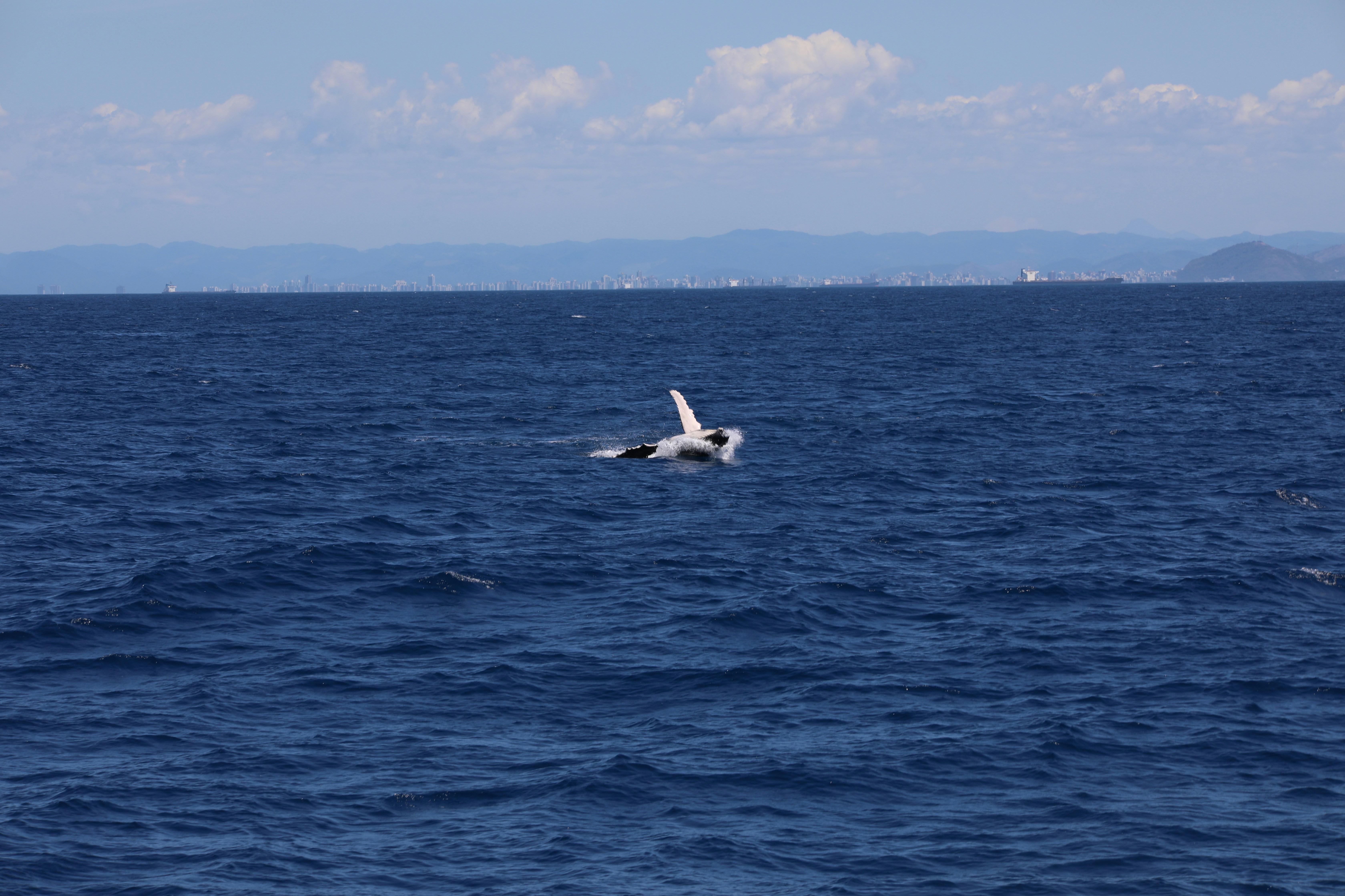 Photo by marcusdallcol