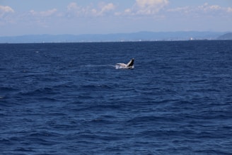 A scenic view of Samana's coastline with whales breaching the surface.