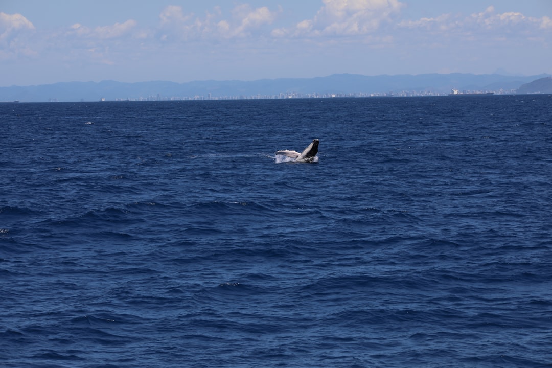 white and black whale on blue sea during daytime