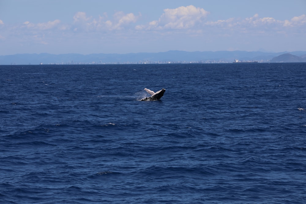 black and white whale on blue sea under blue sky during daytime