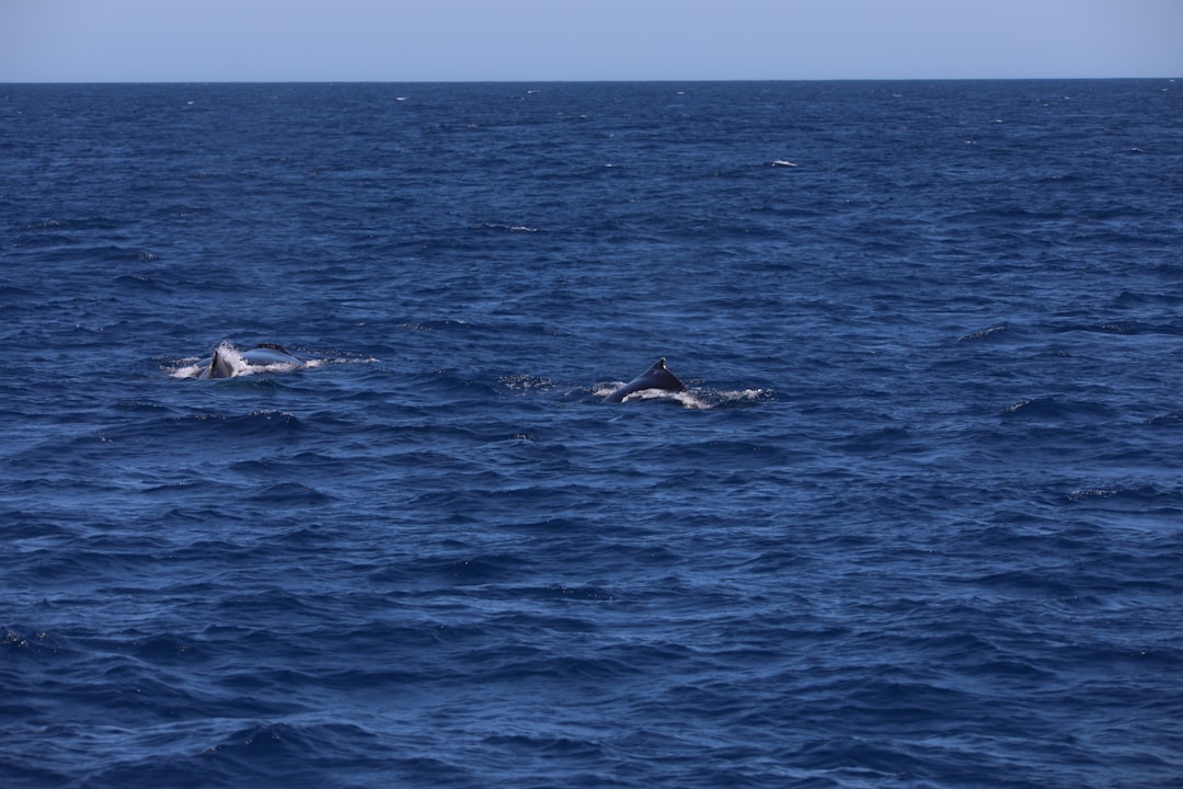 2 dolphins in blue sea during daytime