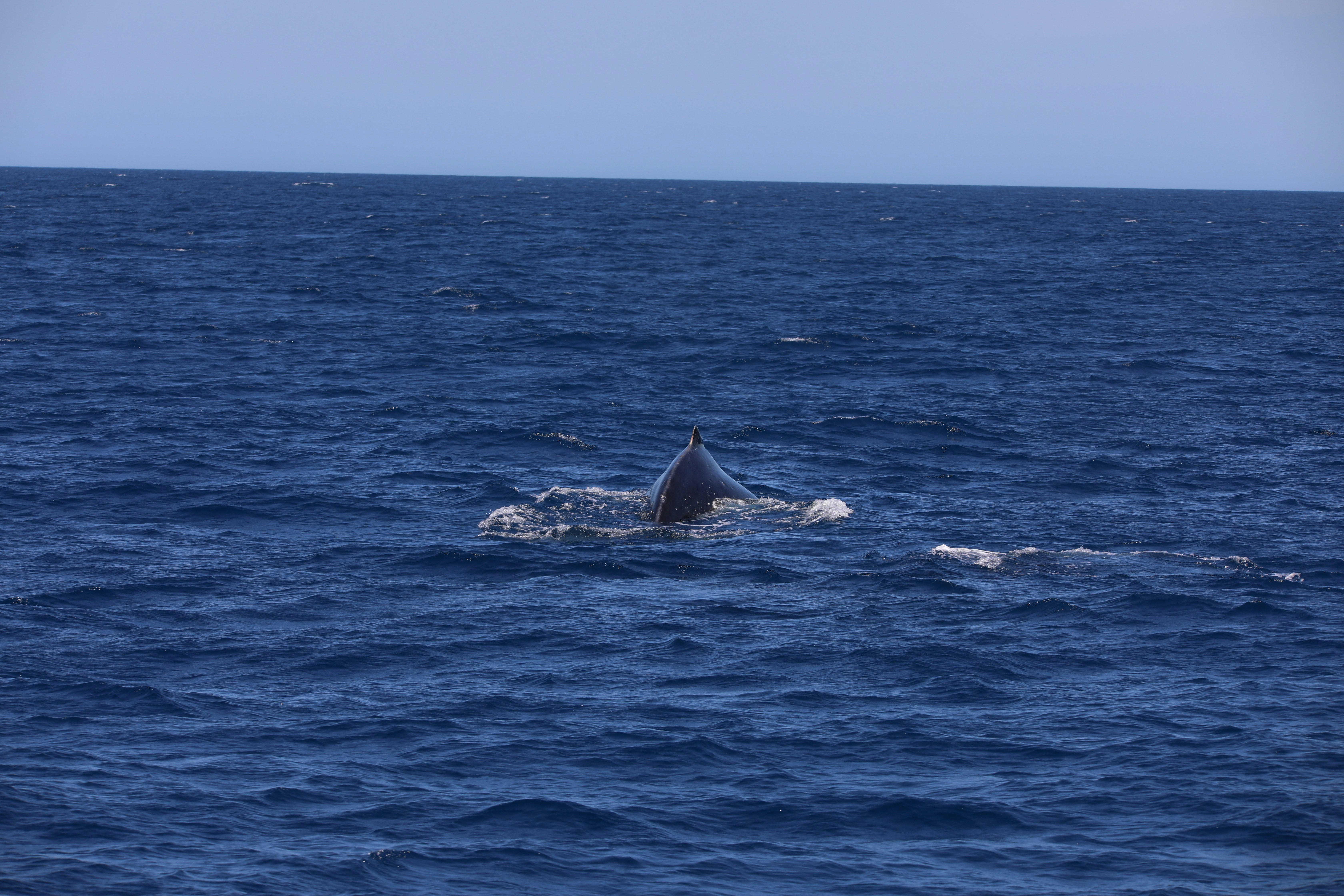 Photo by marcusdallcol