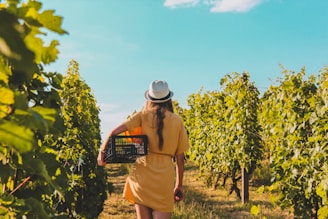 Vineyard Tour on RENTOS