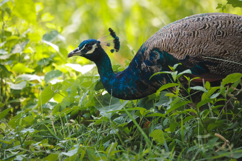 blue peacock on green grass during daytime