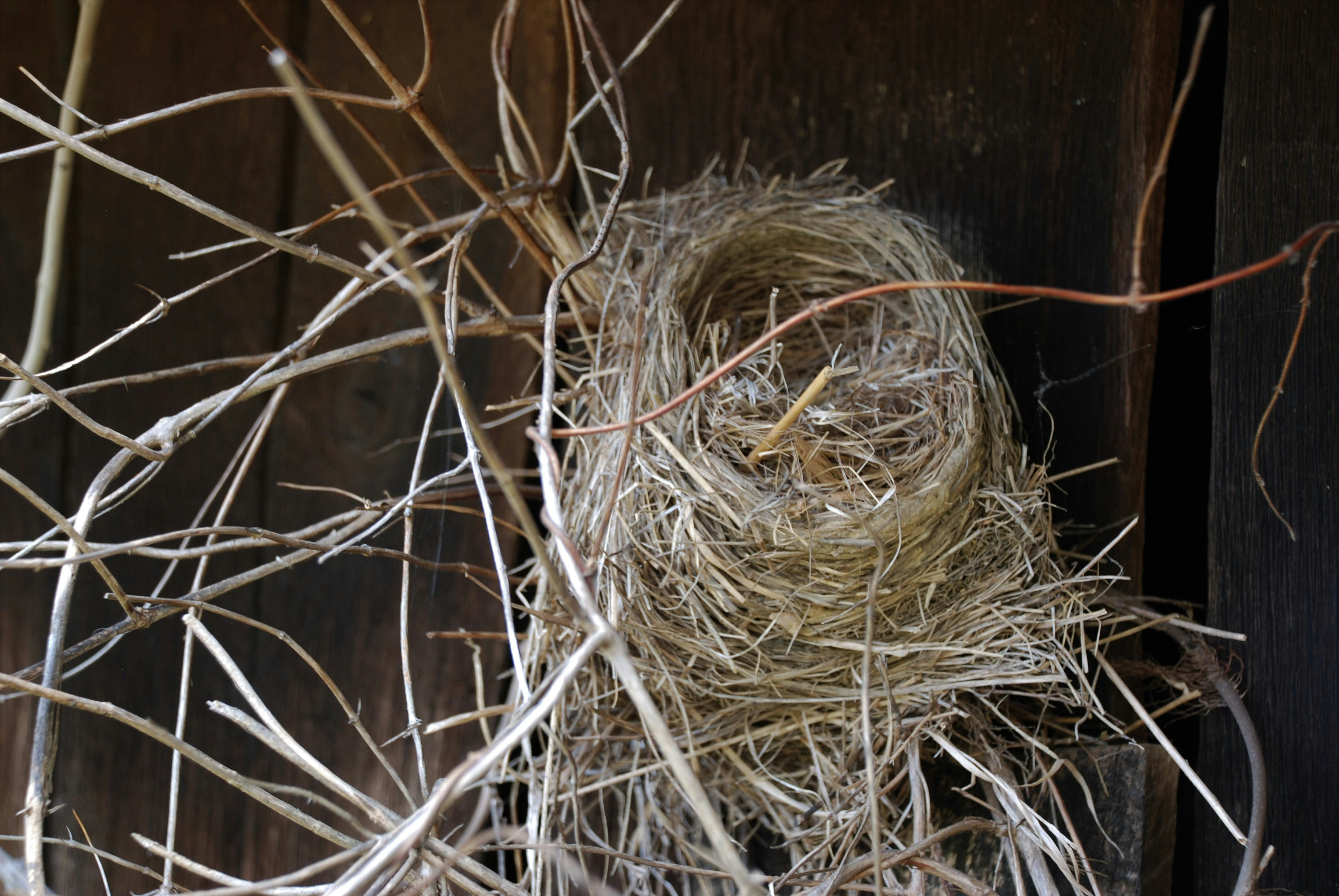Pure Bird’s Nest