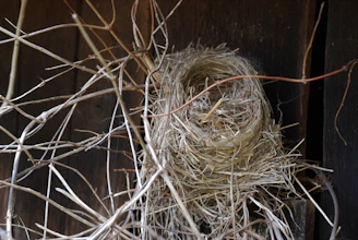 Close-up of delicate dried bird’s nest strips arranged on natural bamboo trays in a sunlit Thai workshop.