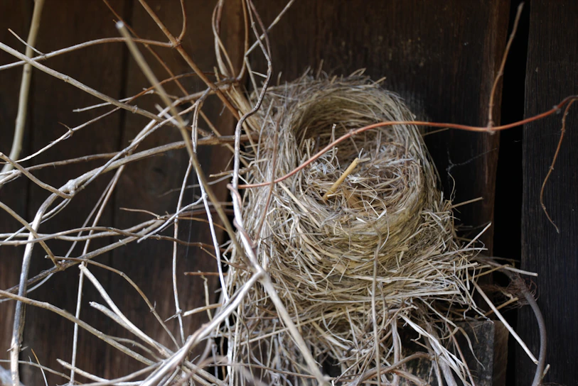 Close-up of pristine dried bird's nest strips laid out on natural bamboo trays in southern Thailand.