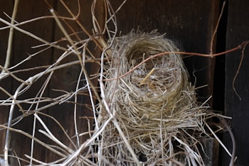 A bird's nest intricately woven with dry twigs and straw is nestled against a dark wooden surface. The nest is empty and its construction appears delicate yet sturdy, showcasing the craftsmanship often seen in nature.