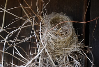 A bird's nest intricately woven with dry twigs and straw is nestled against a dark wooden surface. The nest is empty and its construction appears delicate yet sturdy, showcasing the craftsmanship often seen in nature.