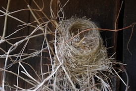 A bird's nest intricately woven with dry twigs and straw is nestled against a dark wooden surface. The nest is empty and its construction appears delicate yet sturdy, showcasing the craftsmanship often seen in nature.