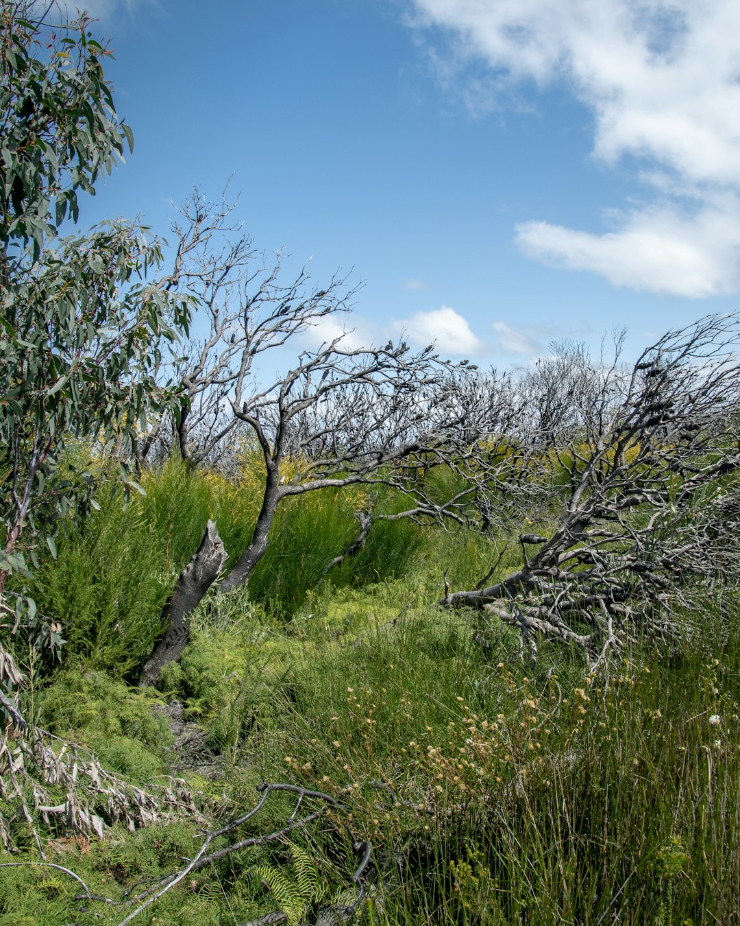 green grass and trees under blue sky during daytime