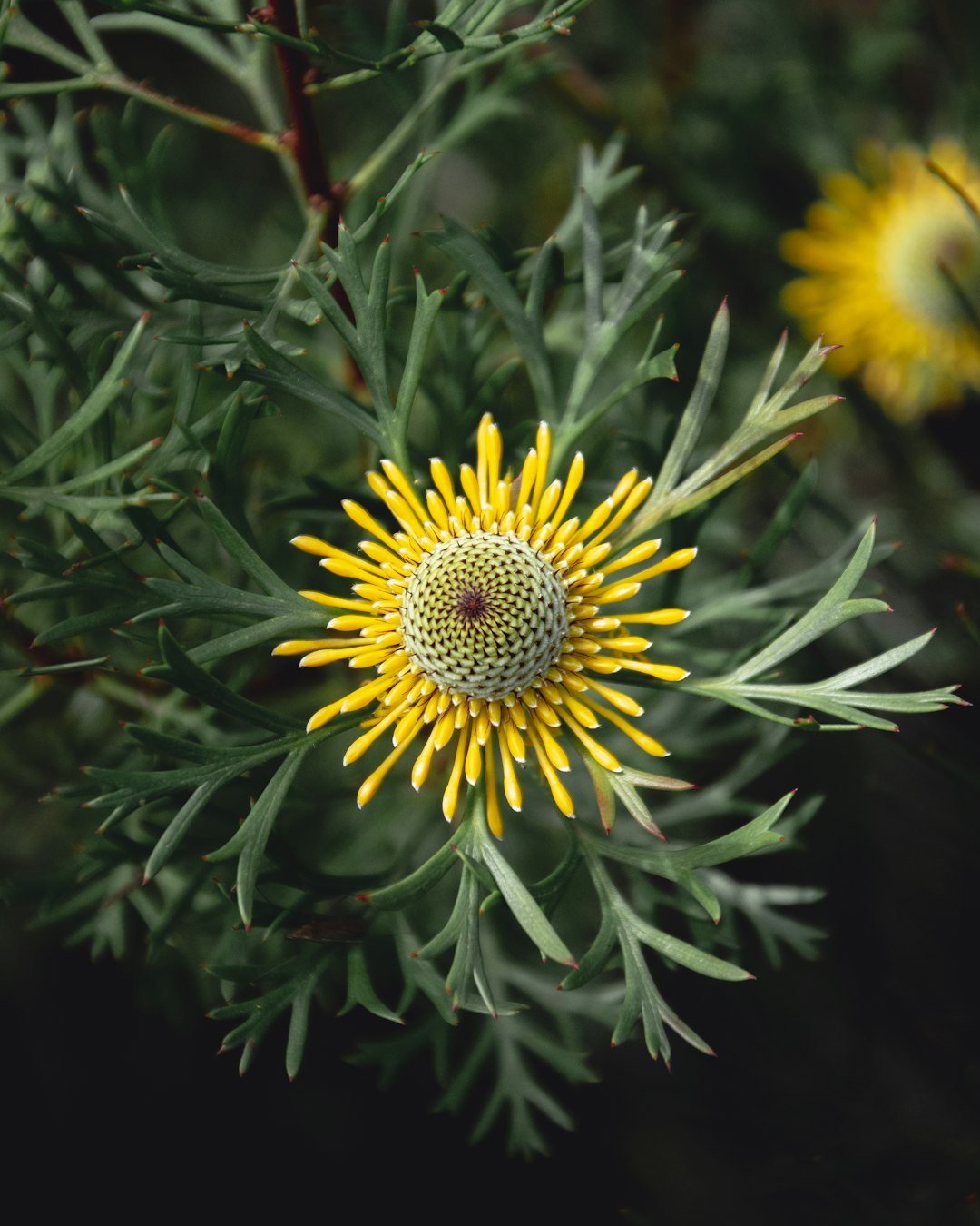 yellow and white flower in close up photography