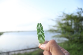 A hand holding a small green leaf with a serene water body and blurred green foliage in the background.