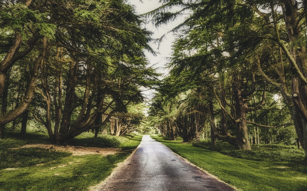 route en béton gris entre les arbres verts sous le ciel bleu pendant la journée