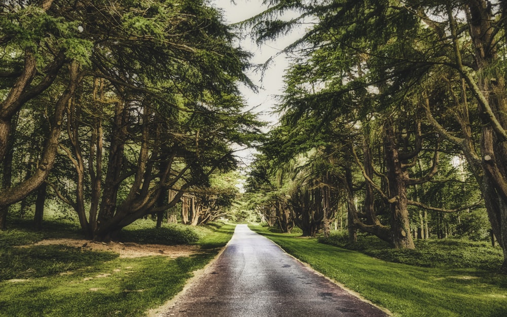 gray concrete road between green trees under blue sky during daytime