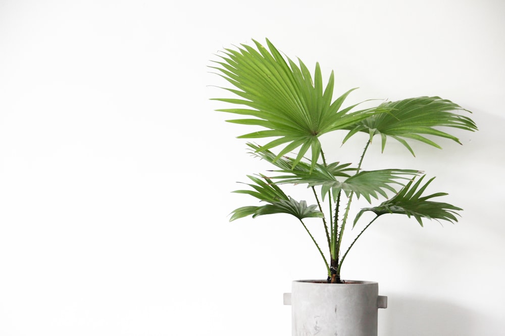 green plant on white ceramic pot