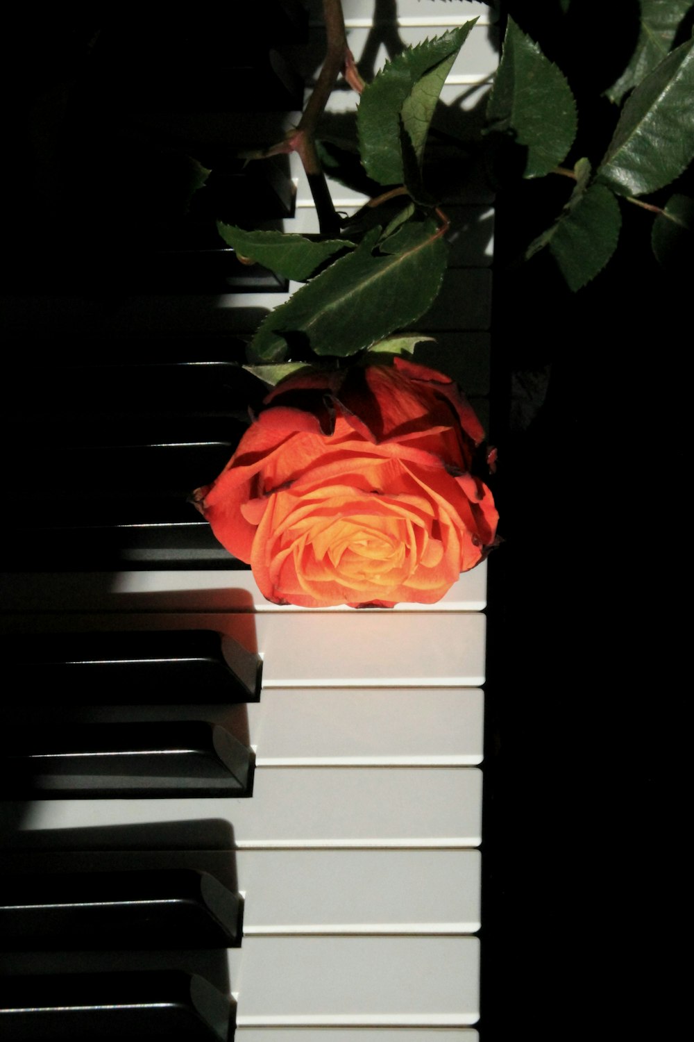 rose orange en fleur sur piano