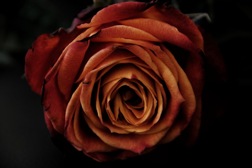 orange rose in close up photography