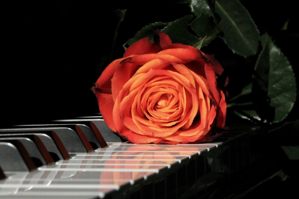 red rose on piano keys