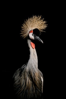 black and white long beak bird
