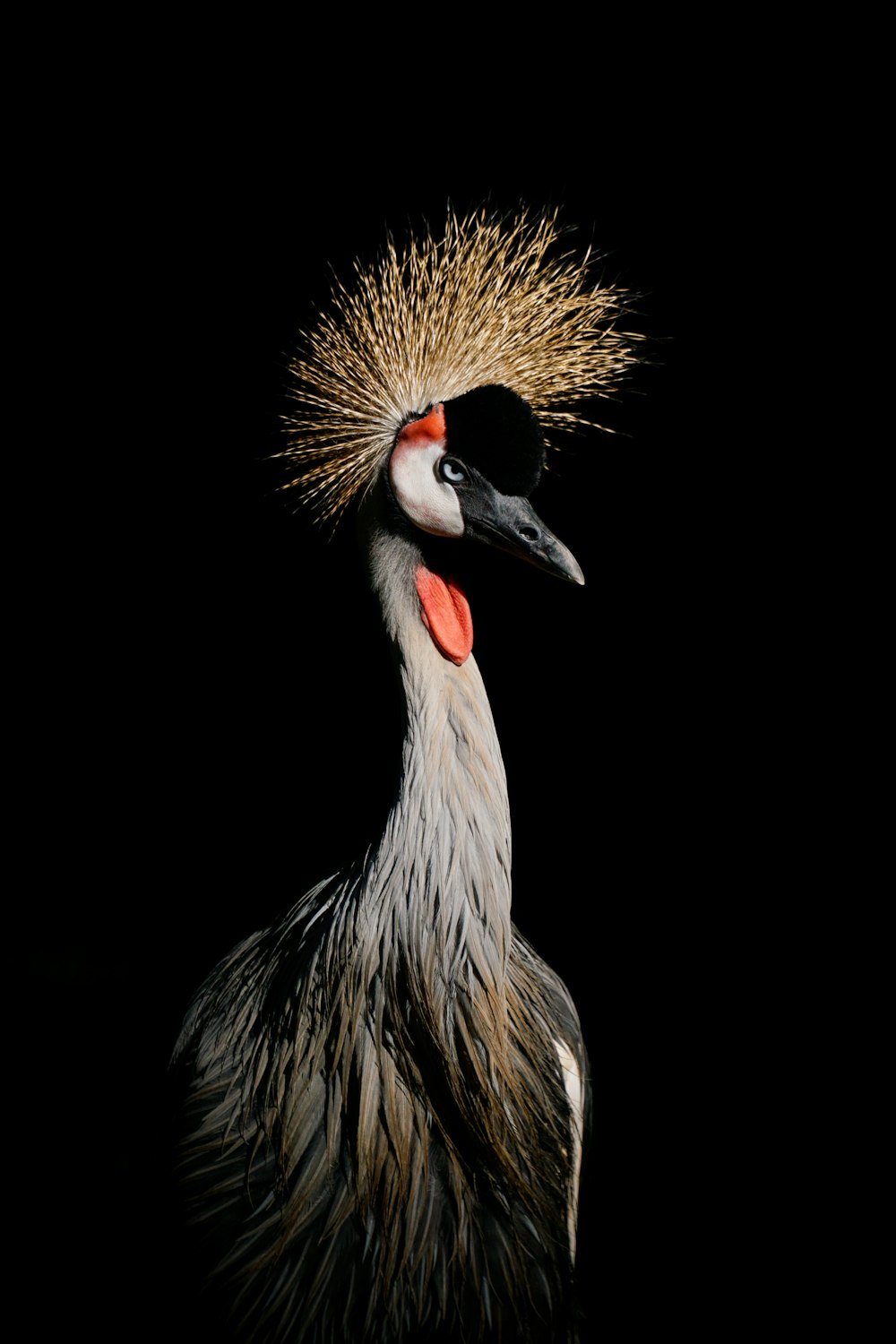 black and white long beak bird