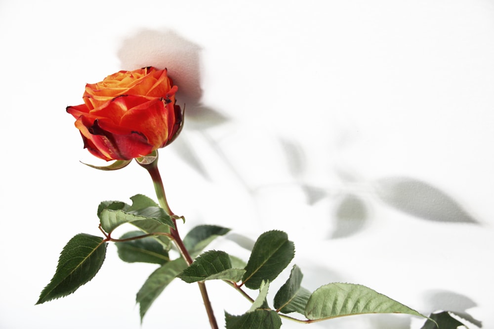 Rosa roja en fotografía de primer plano