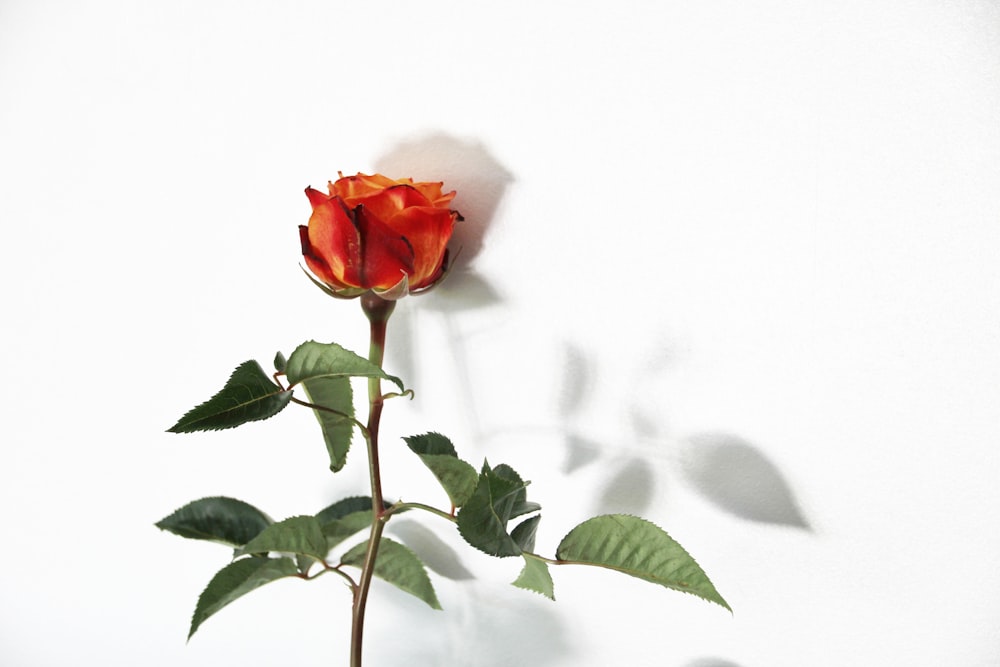 red rose in close up photography