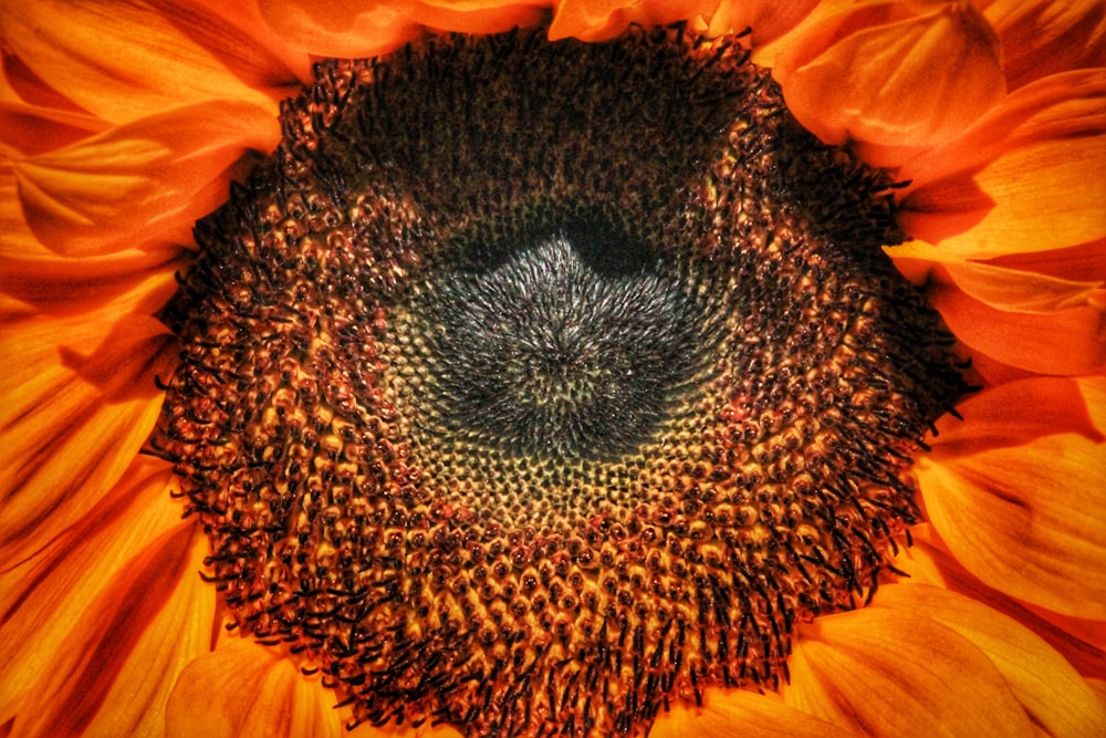 yellow sunflower in close up photography