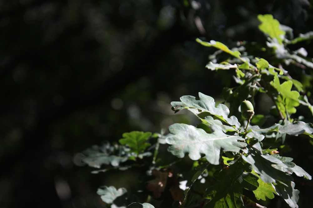 white flowers with green leaves