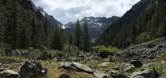 green trees on mountain during daytime in Le Buet France