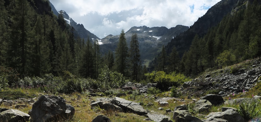 green trees on mountain during daytime