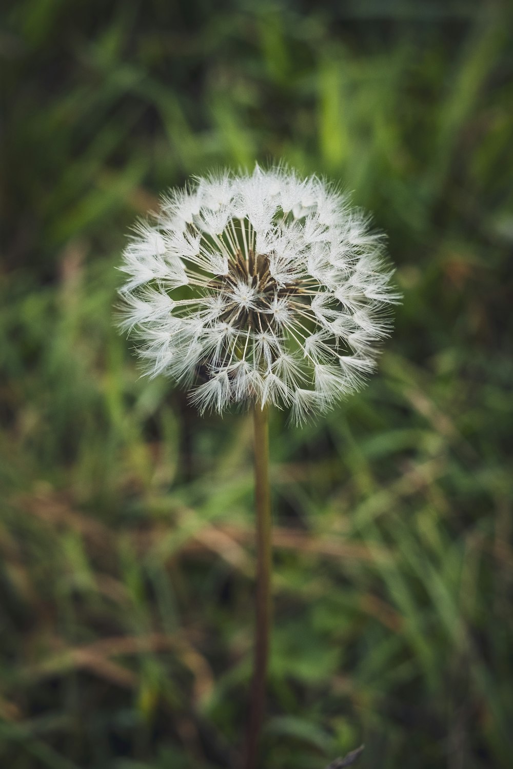 white dandelion in close up photography