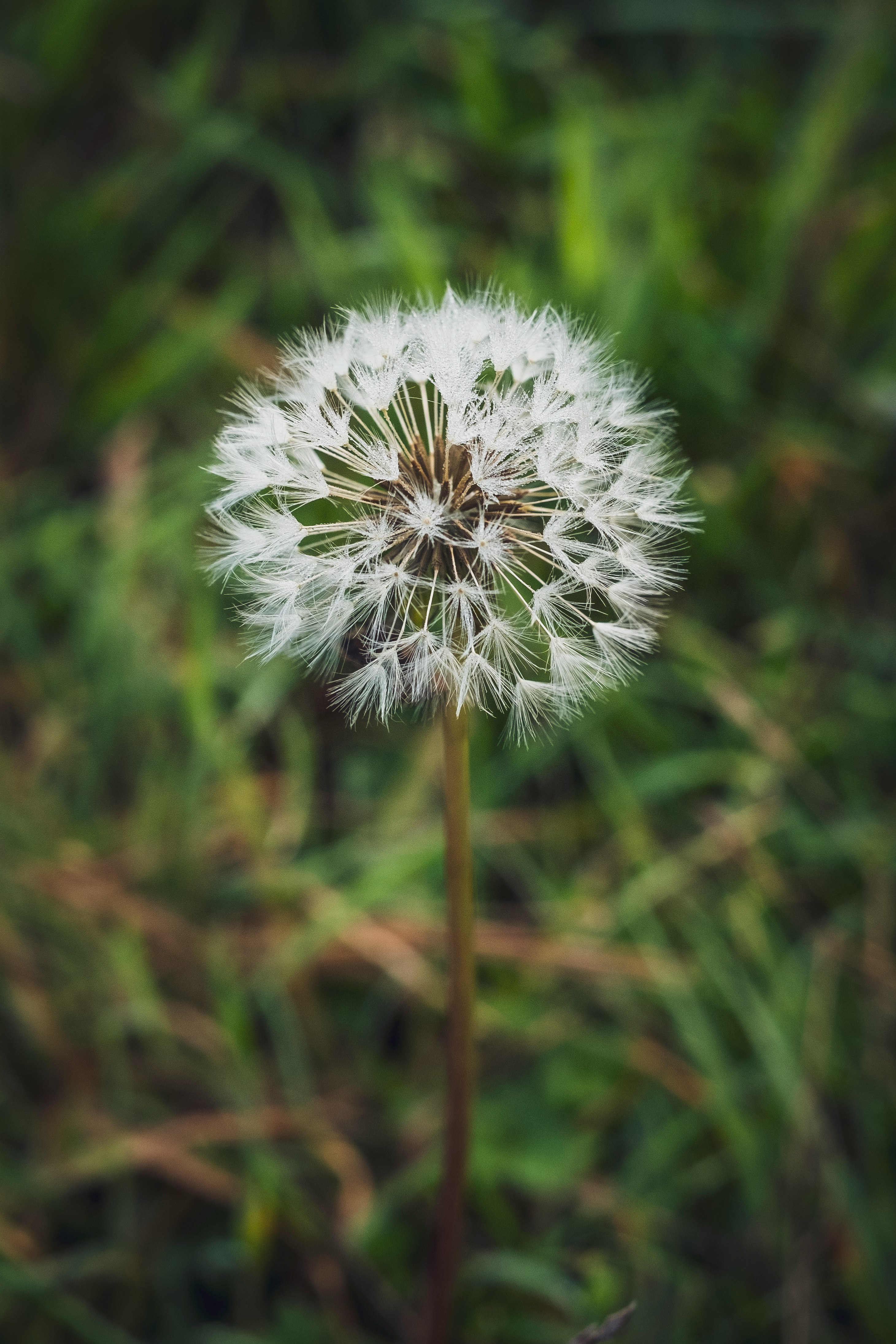 white dandelion in close up photography