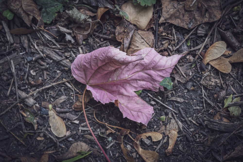 red and purple leaves on ground