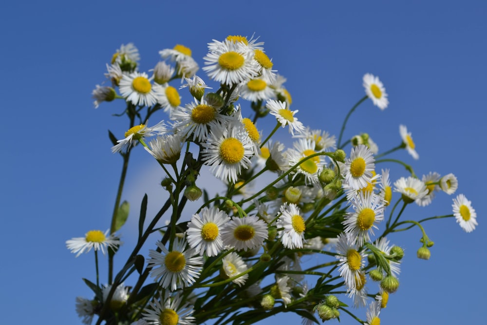 flores brancas e amarelas sob o céu azul durante o dia