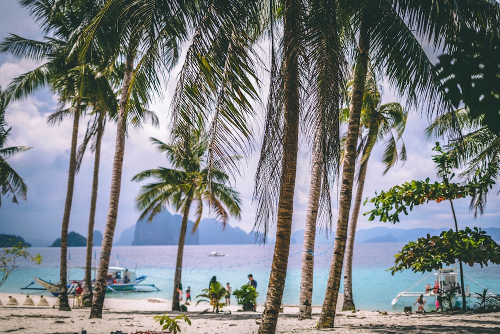 palm trees on beach during daytime