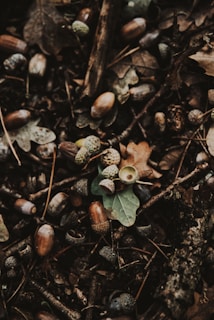 A close-up view of forest floor littered with fallen acorns, twigs, and dry leaves. The acorns are both whole and with their caps removed, scattered among various shades of brown and green leaves. Small sticks and bits of fallen foliage are interspersed throughout, creating a natural, earthy texture.