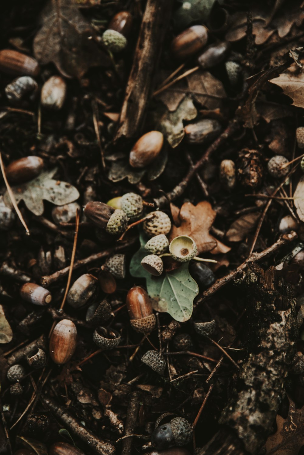 brown and white pine cones on brown dried leaves