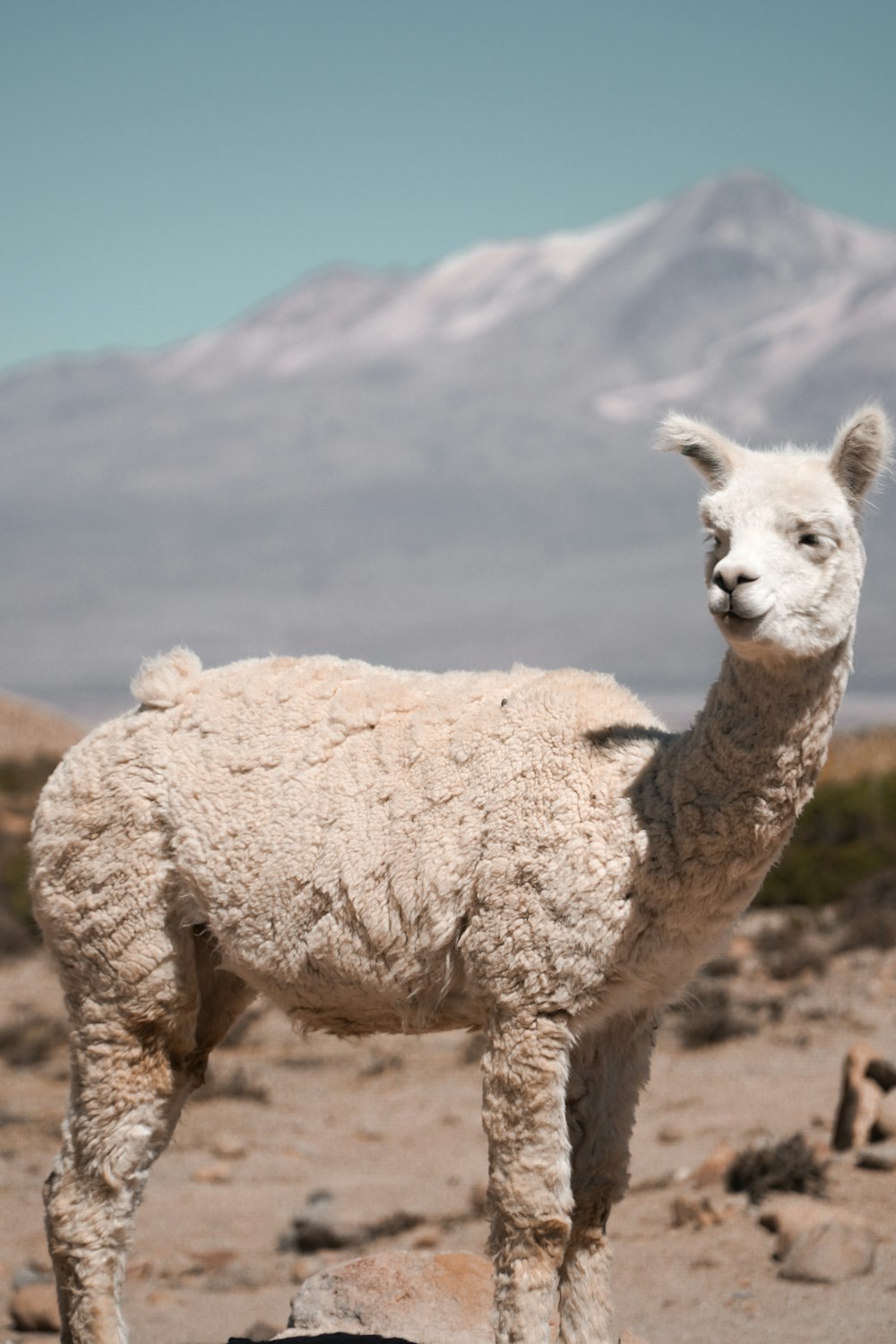 moutons bruns sur le sable brun pendant la journée